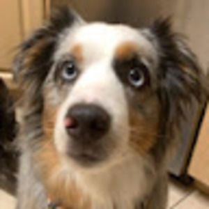 Meet your Posher, Daphne